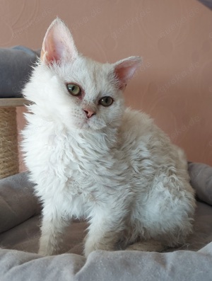 Selkirk Rex Kätzchen mit Ahnentafel 