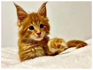 Reinrassige Maine Coon Kitten