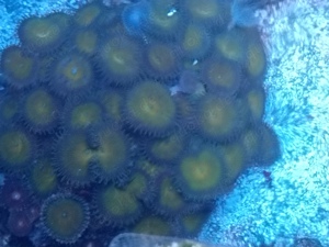 Krustenanemonen 