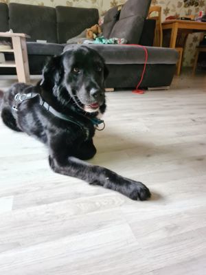 TOMMY - Rohdiamant auf der Suche nach den richtigen Menschen Bild 6