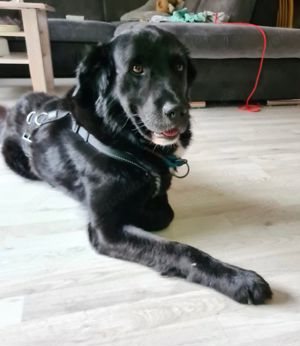 TOMMY - Rohdiamant auf der Suche nach den richtigen Menschen Bild 9