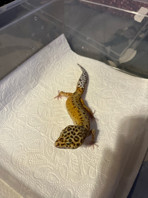 Leopardgecko Tangerine Männchen