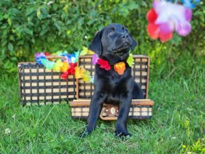   Wir sind bereit!Labrador Retriever Welpen mit Ahnentafel aus Familienzucht