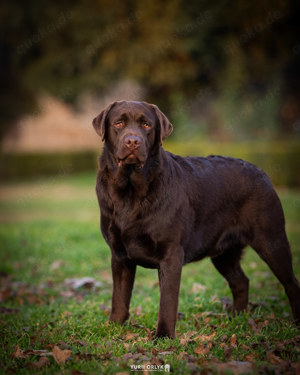 Labrador Retriver 