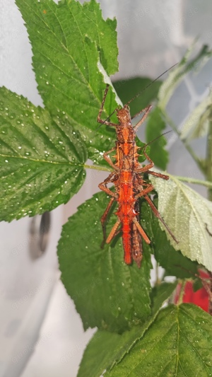 Tisamenus sp. palaui gespenstschrecke phyllium phasmiden sungaya