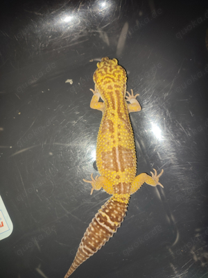 3 Leopardgeckos zu verkaufen 