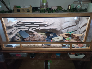 Terrarium 150x60x60 & 3 Leopardgeckos