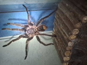 Sericopelma spec 