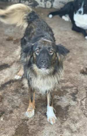 Ronja  - die Flauschige
