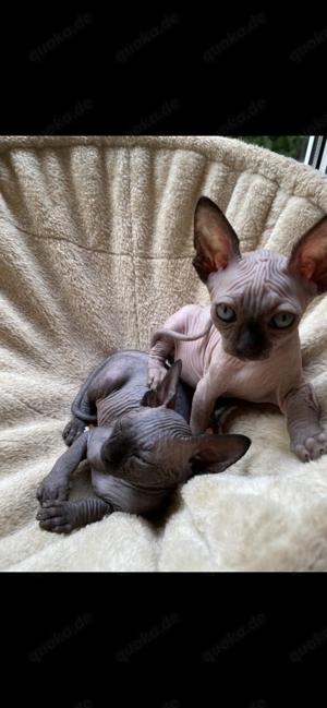 Sphynx Kitten suchen ein liebevolles für immer zuhause.