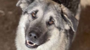 Josha ist ein braver Hundebub