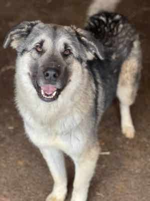 Josha ca. 60 cm   eine Augenweide