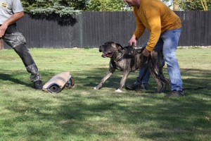 Trainingsmöglichkeit Hundeplatz gesucht