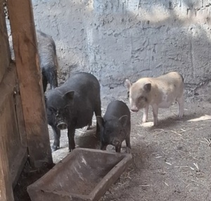 Tea Cup Minischweine Minischwein Ferkel Sau Eber Schwein 