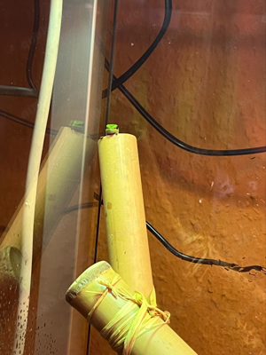 Phelsuma Grandis (Madagaskar Taggecko) 0.0.2