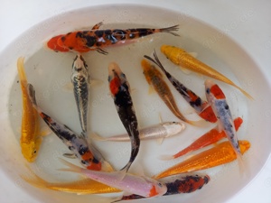 Koi A Top-mix