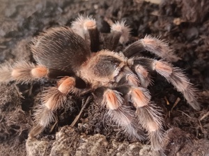 Vogelspinne Brachypelma hamorii weiblich 5cm KL