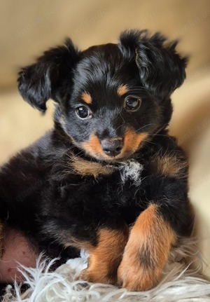 Baby Russkiy Toy Terrier (langhaar) mit Ahnentafel
