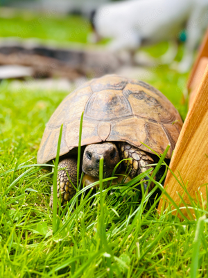 Griechische Landschildkröten Nachzucht 2025 Bild 7