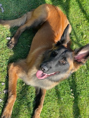 Malinois x 