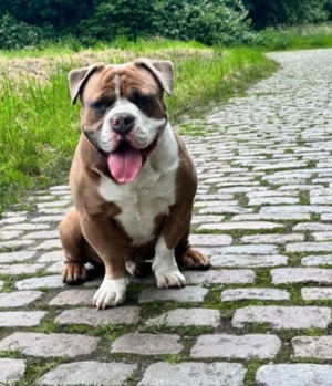 Old English Bulldogge Deckrüde 