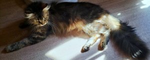 Maine Coon Dame mit Stammbaum