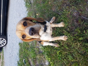 Suche deckrüde Beagle 