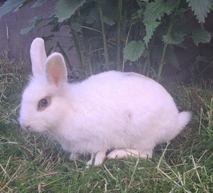 junge Zwergkaninchen kleine Kaninchen Löwenköpfchen Farbzwerge 14 Wochen alt geimpft Bild 7