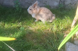 junge Zwergkaninchen kleine Kaninchen Löwenköpfchen Farbzwerge 14 Wochen alt geimpft Bild 5