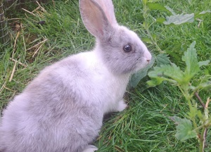 junge Zwergkaninchen kleine Kaninchen Löwenköpfchen Farbzwerge 14 Wochen alt geimpft Bild 2