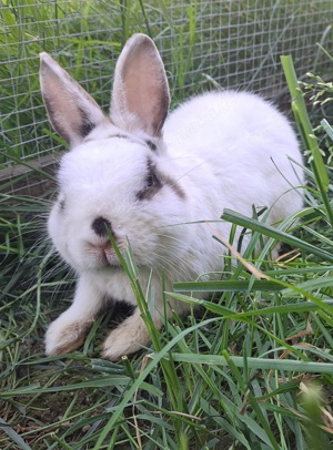 junge Zwergkaninchen kleine Kaninchen Löwenköpfchen Farbzwerge 14 Wochen alt geimpft Bild 6