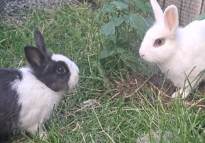 Kaninchen Zwergkaninchen Löwenköpfchen Zwergwidder geimpft RHD 1+2 männlich Rammler Männchen