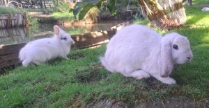 junge Zwergkaninchen kleine Kaninchen Löwenköpfchen Farbzwerge 14 Wochen alt geimpft Bild 9