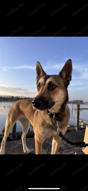 Malinois x Husky Hündin abzugeben 