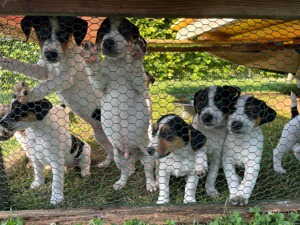 Süße Jack Russell Welpen - reinrassig tricolor