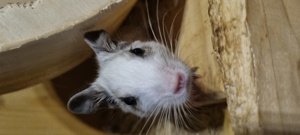 2 Degu Brüder