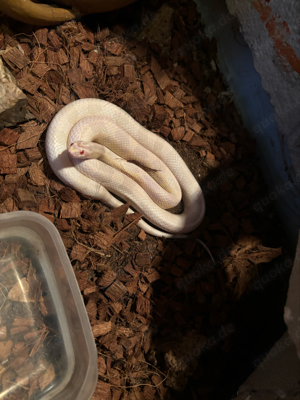 kornnatter albino männchen und weibchen mit Terrarium 