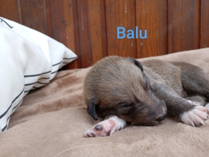 Border Collie Welpen zum Verkauf 