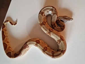 0.1 hypo boa