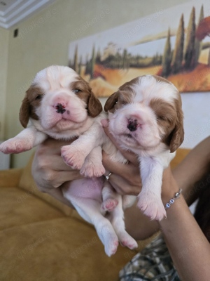 Cavalier King Charles Spaniel