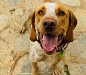 Paco,Ca Me Mallorqui-Mix - sehr liebebedürftig,intelligent.Er ist immer fröhlich und ein Clown.