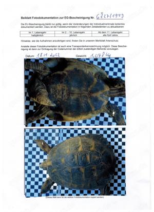 4 adulte griechische Landschildkröten
