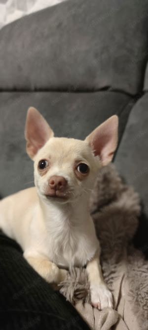 kleine Chihuahua