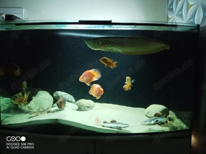 suche Aquarium ab 1000 liter