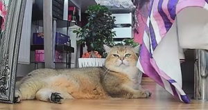BKH DECKKATER Pascha(NICHT ZU VERKAUFEN) Bild 9
