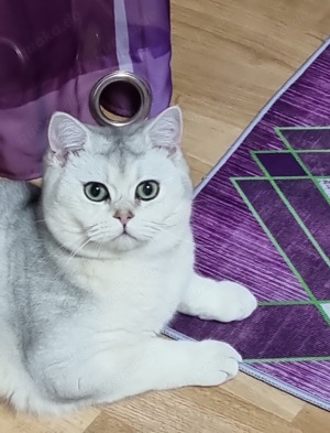 BKH Deckkater Timoscha (Nicht ZU VERKAUFEN) Bild 3