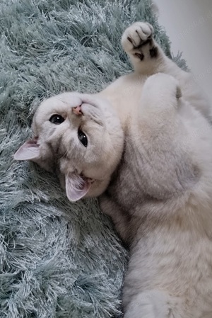 BKH Deckkater Timoscha (Nicht ZU VERKAUFEN) Bild 4