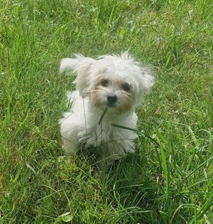 Reinrassige Malteser Welpe Hündin Bichon Mini Toy  