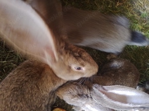 Deutsche Riesen, wildfarben