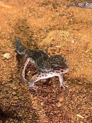 Leopardgecko Black Night Mack Snow Männchen 